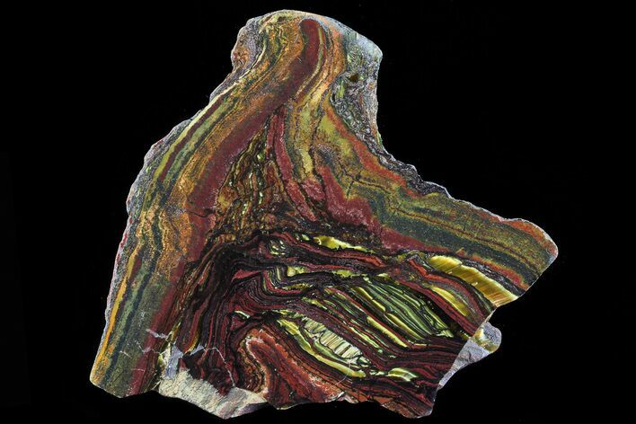 Polished Tiger Iron Stromatolite - ( Billion Years) #72905